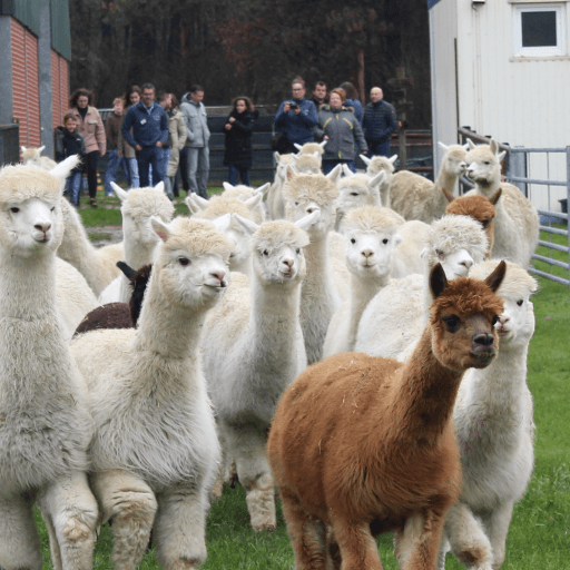 Start weideseizoen- de alpaca's mogen weer naar buiten! 